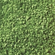 WALT949-1207 - Leaves Ground Cover - Medium Green